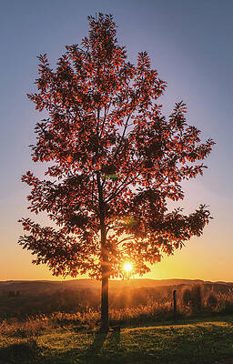 Autumn Maple Tree Sunset by Jason Fink Autumn Maple Tree Sunset by Jason Fink