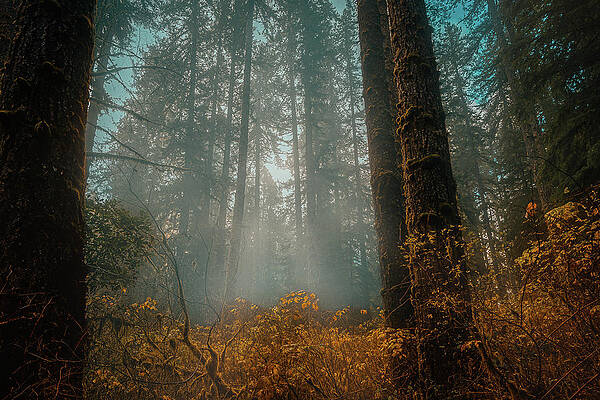 Wall Art - Photograph - Autumn Misty Oregon by Bill Posner
