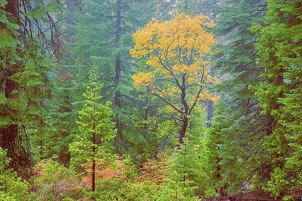 Autumn Oak in the PInes by Mike Lee Autumn Oak in the PInes by Mike Lee