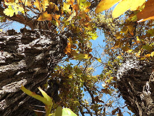 Wall Art - Photograph - Autumn Oak Tree 2 by Amanda R Wright