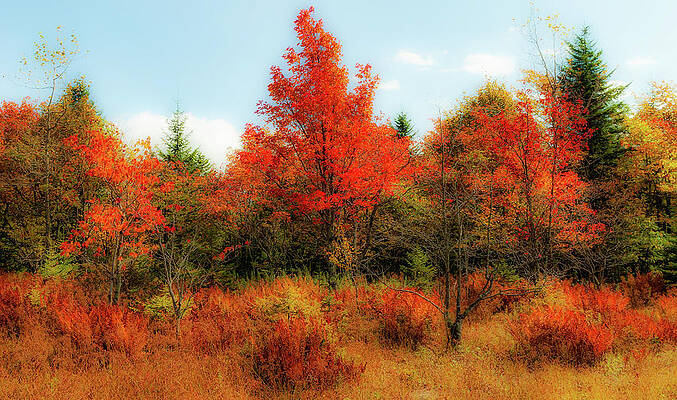Autumn Orange Trees Ferns and Grass fx by Dan Carmichael Autumn Orange Trees Ferns and Grass fx by Dan Carmichael