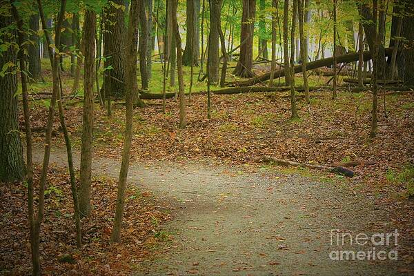 Autumn Pathway by Harvest Moon Photography By Cheryl Ellis Autumn Pathway by Harvest Moon Photography By Cheryl Ellis