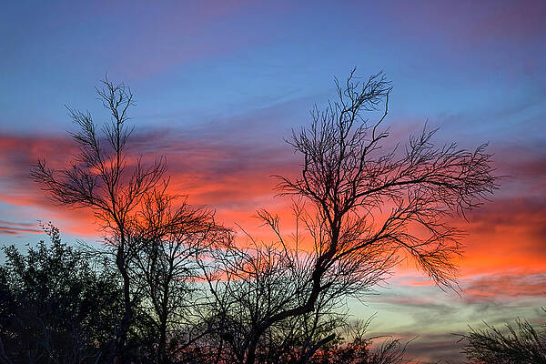 Autumn Sunset Silhouette 24503 by Mark Myhaver Autumn Sunset Silhouette 24503 by Mark Myhaver