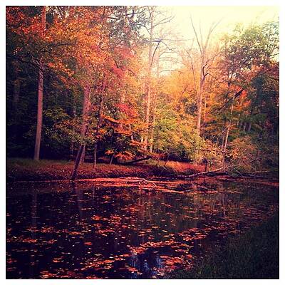 Autumn the Beautiful by Cheryl Smith