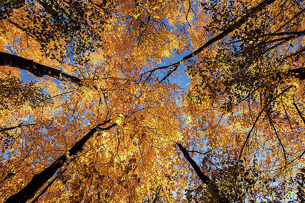 Wall Art - Photograph - Autumn Tree Canopy 2 by Craig A Walker