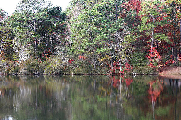 Autumn Trees at Lake by Gravityx9 Designs Autumn Trees at Lake by Gravityx9 Designs