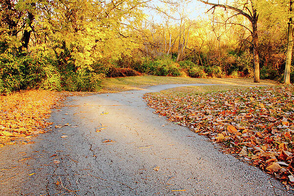 Autumn Trees in a Park by Randy Bradley Autumn Trees in a Park by Randy Bradley