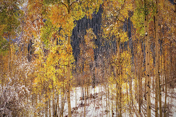 Autumn Trees in Snow Aspen Colorado by OLena Art - Lena Owens Autumn Trees in Snow Aspen Colorado by OLena Art - Lena Owens