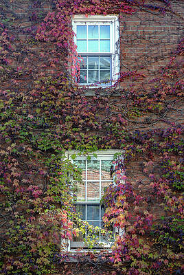 Autumn Windows by Cate Franklyn Autumn Windows by Cate Franklyn