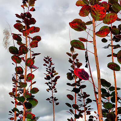 Autumnal No. 1 - Smoke Tree with Frontal Passage Sky by Steve Ember Autumnal No. 1 - Smoke Tree with Frontal Passage Sky by Steve Ember