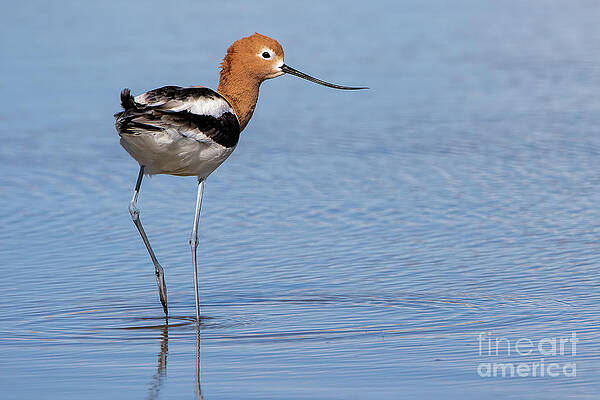 Avocet Profile by Jim Garrison Avocet Profile by Jim Garrison