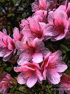Azaleas by CAC Graphics Azaleas by CAC Graphics