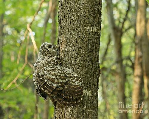 Baby barred climbs a tree by Heather King Baby barred climbs a tree by Heather King