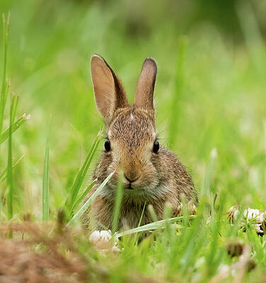 Baby Bunny by Rachel Morrison Baby Bunny by Rachel Morrison