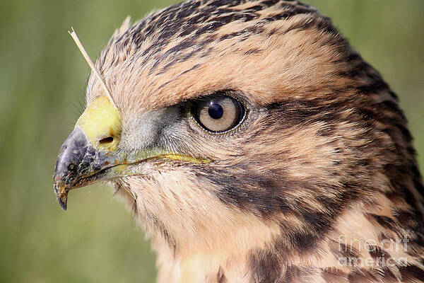 Wilko van de Kamp Fine Photo Art Wild Life Wall Art