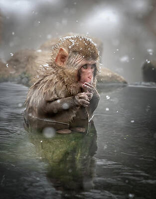 Baby Japanese Snow Monkey by Joan Carroll Baby Japanese Snow Monkey by Joan Carroll