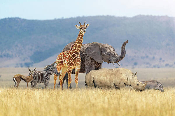 Baby Safari Animals Together in African Grasslands by Good Focused Baby Safari Animals Together in African Grasslands by Good Focused