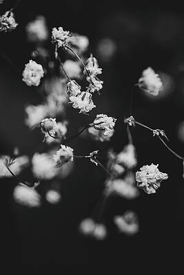 Wall Art - Photograph - Baby's-Breath by Nova Rae