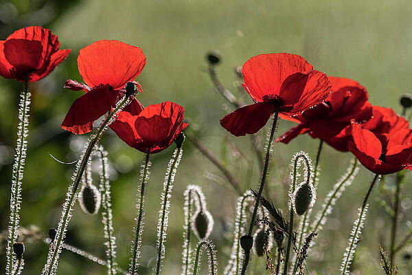Back Lit Red Poppies by Robert Potts Back Lit Red Poppies by Robert Potts