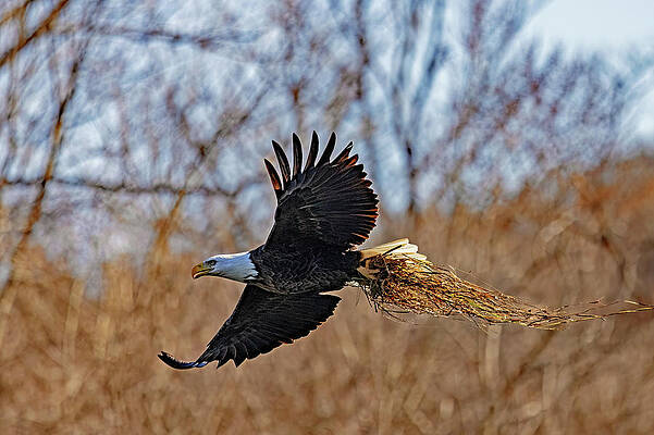 Wall Art - Photograph - Back To The Nest by Gina Fitzhugh
