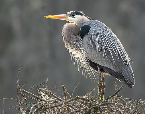 Backlit Blue by Jim Miller Backlit Blue by Jim Miller