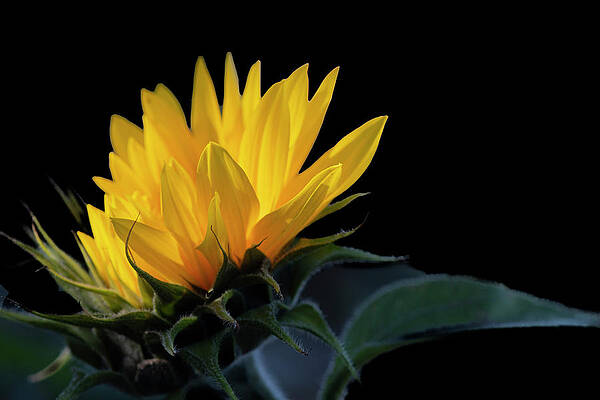 Backlit Sunflower by Philip Rispin Backlit Sunflower by Philip Rispin