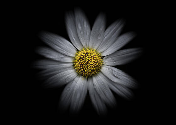 Wall Art - Photograph - Backyard Flowers 16 Color Flow Version by Brian Carson