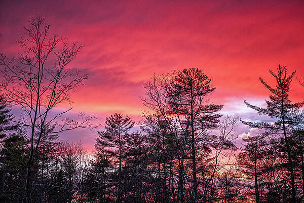 Backyard Sunset by Jeff Sinon Backyard Sunset by Jeff Sinon