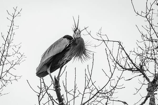 Wall Art - Photograph - Bad Hair Day by Cindy Robinson