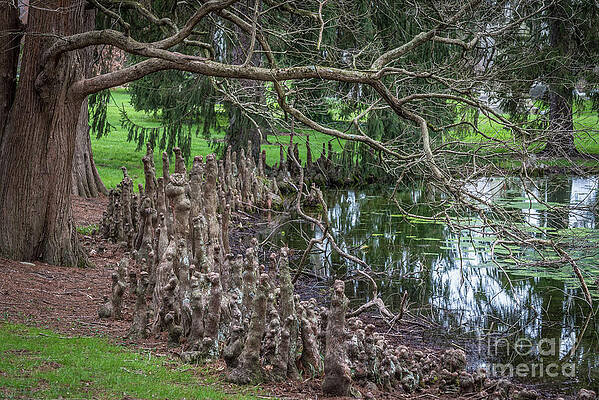 Wall Art - Photograph - Bald Cypress Tree Knees - Spring Grove - Cincinnati by Gary Whitton