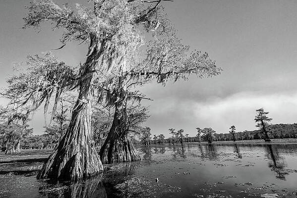 Bald cypress trees on a paddling trail - black and white - Caddo by Ellie Teramoto Bald cypress trees on a paddling trail - black and white - Caddo by Ellie Teramoto