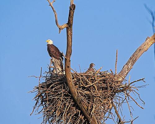 Wall Art - Photograph - Bald Eagle and Eaglet, UW Arboretum, Madison, WI 2 by Steven Ralser