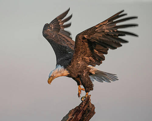 Bald Eagle Ballet by Dawn Key Bald Eagle Ballet by Dawn Key