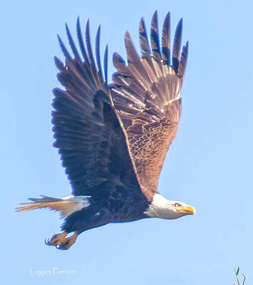  Photograph - Bald Eagle flight to its nest by Logan Pierson