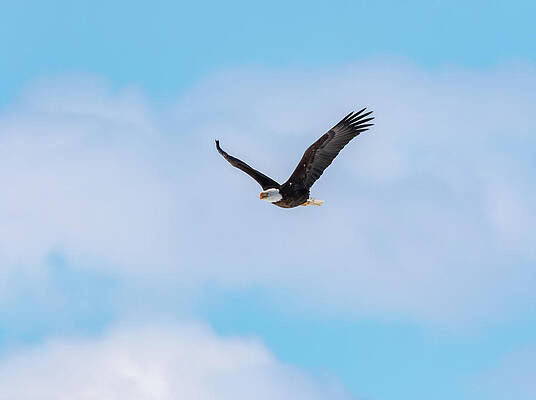 Bald Eagle in Flight by Michael Chatt Bald Eagle in Flight by Michael Chatt