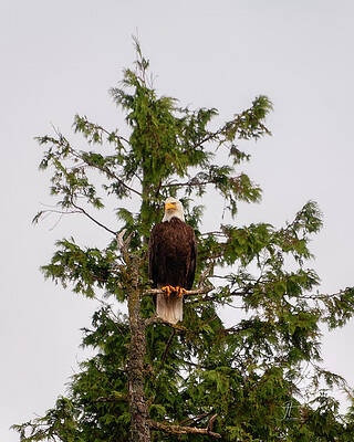 Bald Eagle by Jim Thompson