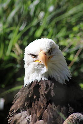 Bald Eagle by Melissa Yeargan