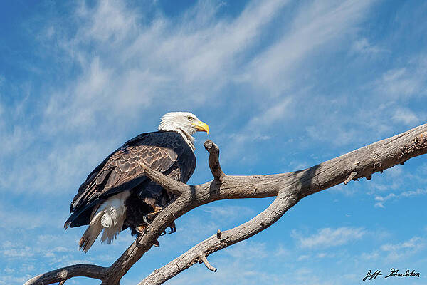 Bald Eagle Perched in a Dead Tree by Jeff Goulden Bald Eagle Perched in a Dead Tree by Jeff Goulden