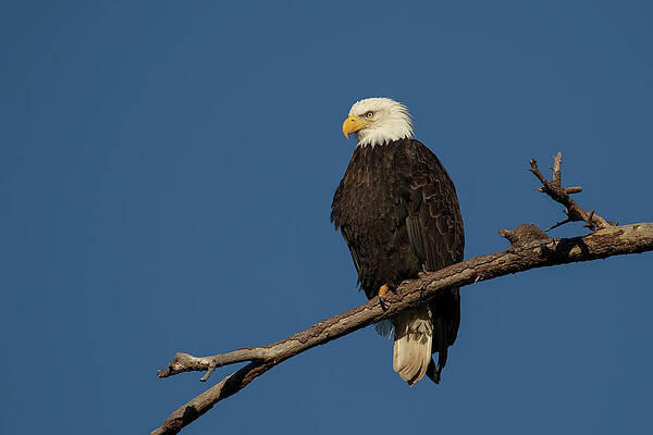 Bald Eagle Portrait by Celine Pollard Bald Eagle Portrait by Celine Pollard