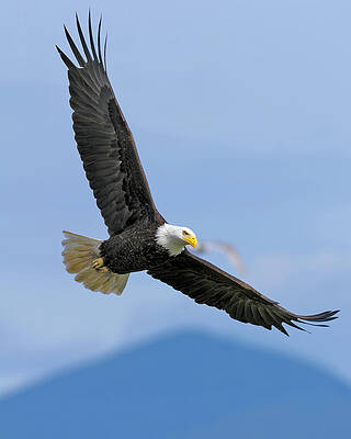 Bald Eagle soaring Hood Canal by Gary Langley Bald Eagle soaring Hood Canal by Gary Langley