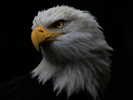 Bald Eagle Up Close by Steve McKinzie Bald Eagle Up Close by Steve McKinzie