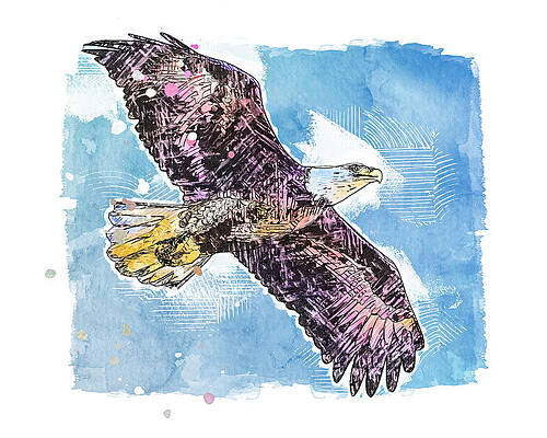 Bald Eagle w paint effect by Joe Myeress Bald Eagle w paint effect by Joe Myeress