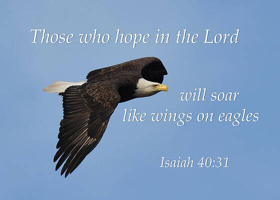 Bald Eagle With Isaiah by Ann Bridges Bald Eagle With Isaiah by Ann Bridges