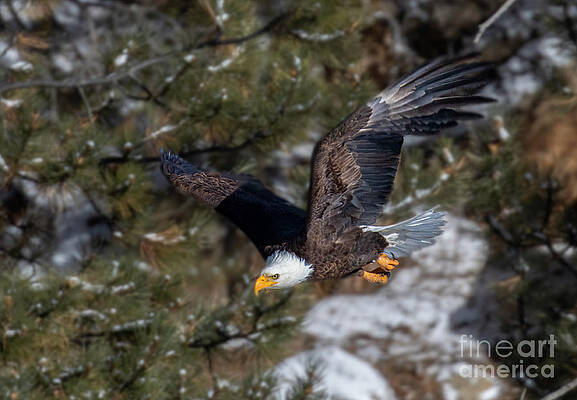Bald Eagles in a Determined Dive by Steven Krull Bald Eagles in a Determined Dive by Steven Krull