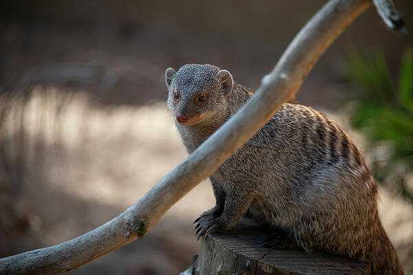 Banded Mongoose 2 by Lieve Snellings Banded Mongoose 2 by Lieve Snellings