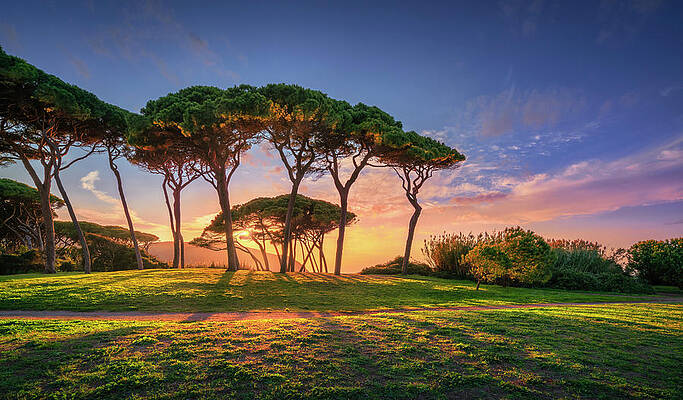 Wall Art - Photograph - Baratti, Pine Trees at Sunset  by Stefano Orazzini