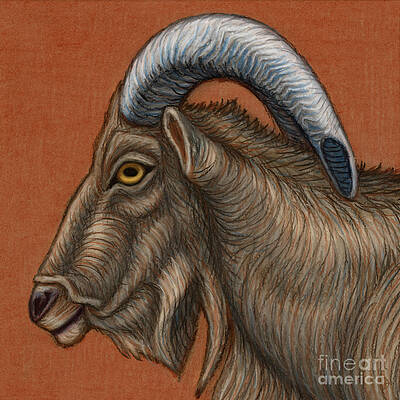 Barbary Ram by Amy E Fraser Barbary Ram by Amy E Fraser