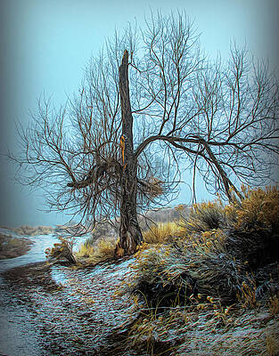 Bare Trees V by Greg Waddell Bare Trees V by Greg Waddell