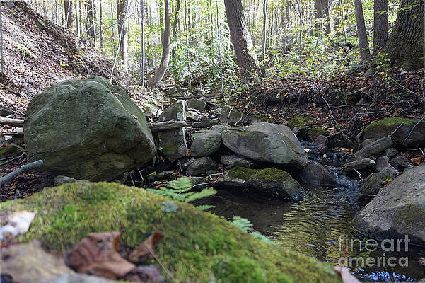 Bark Rocks 3 by Chris Naggy Bark Rocks 3 by Chris Naggy