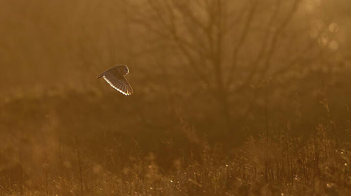 Barn Owl At Sunset by Peter Walkden Barn Owl At Sunset by Peter Walkden